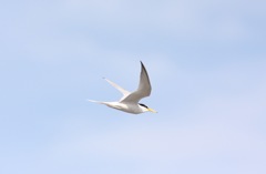 近くを飛んだコアジサシ