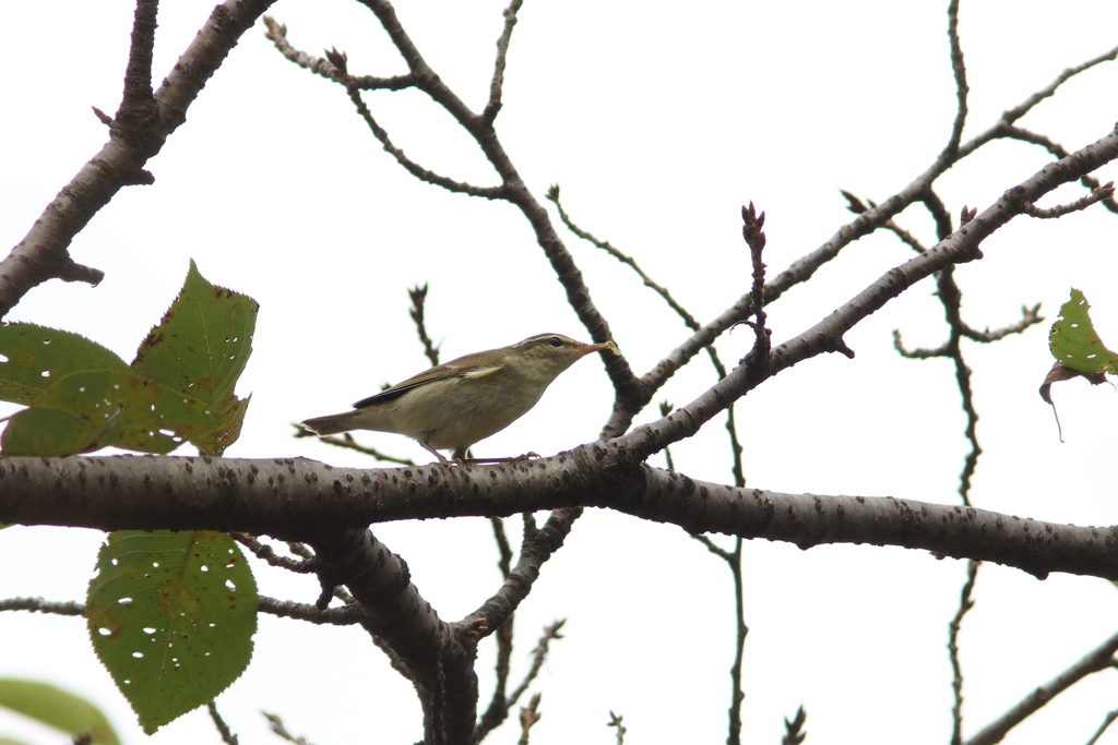 秋の渡りシーズン2「???」