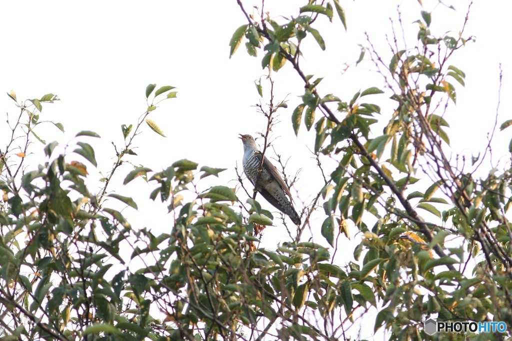 遂に撮影に成功！ 秋の渡り ツツドリ