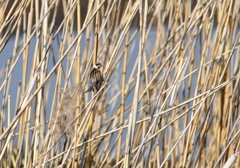 換羽中のオオジュリン