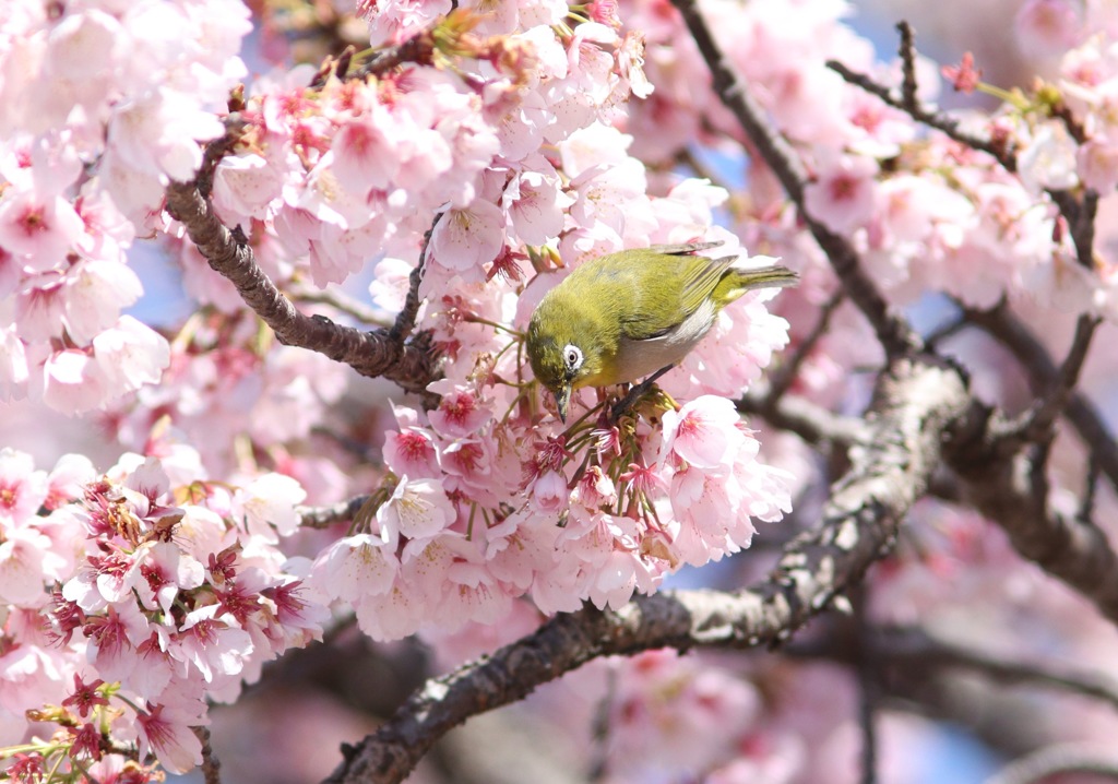 桜メジロ
