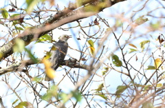 幼鳥到来