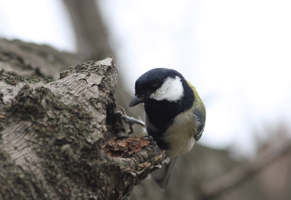 シジュウカラさん