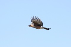 鳴きながら飛ぶカケス