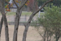 自宅近くの河川敷で