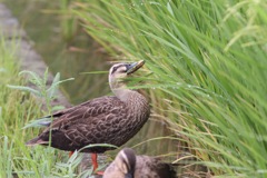 米を食べるカルガモさん