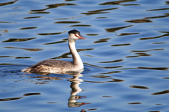 カンムリカイツブリ