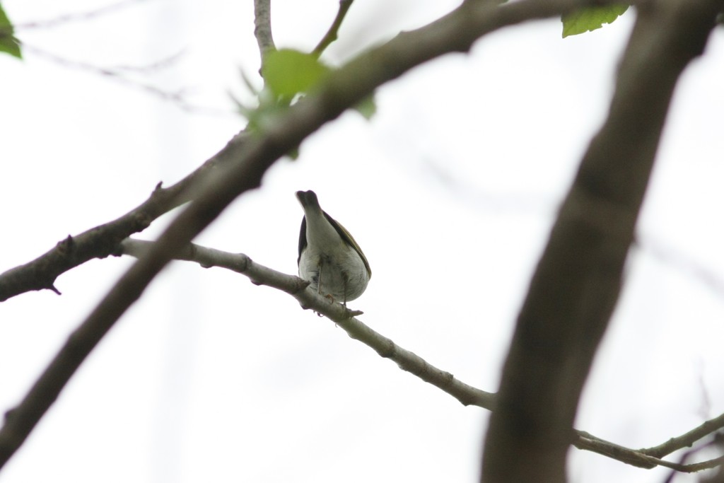 場所は明かしていませんが、がっかりです。