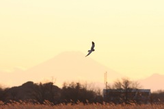 富士山ハイチュウ
