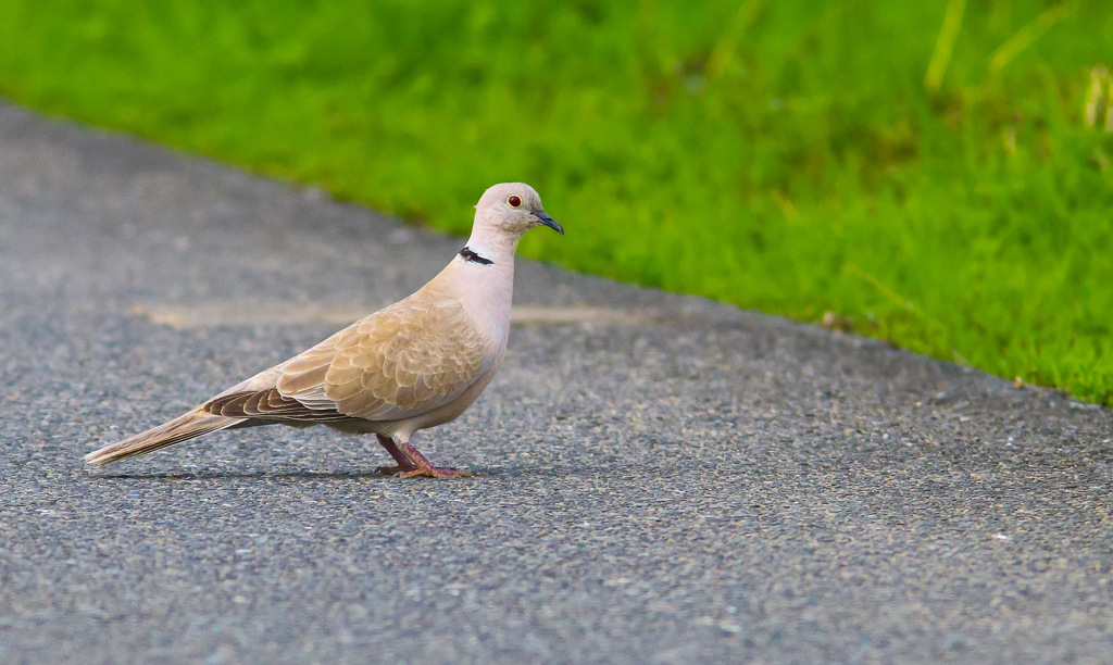 美しき鳩