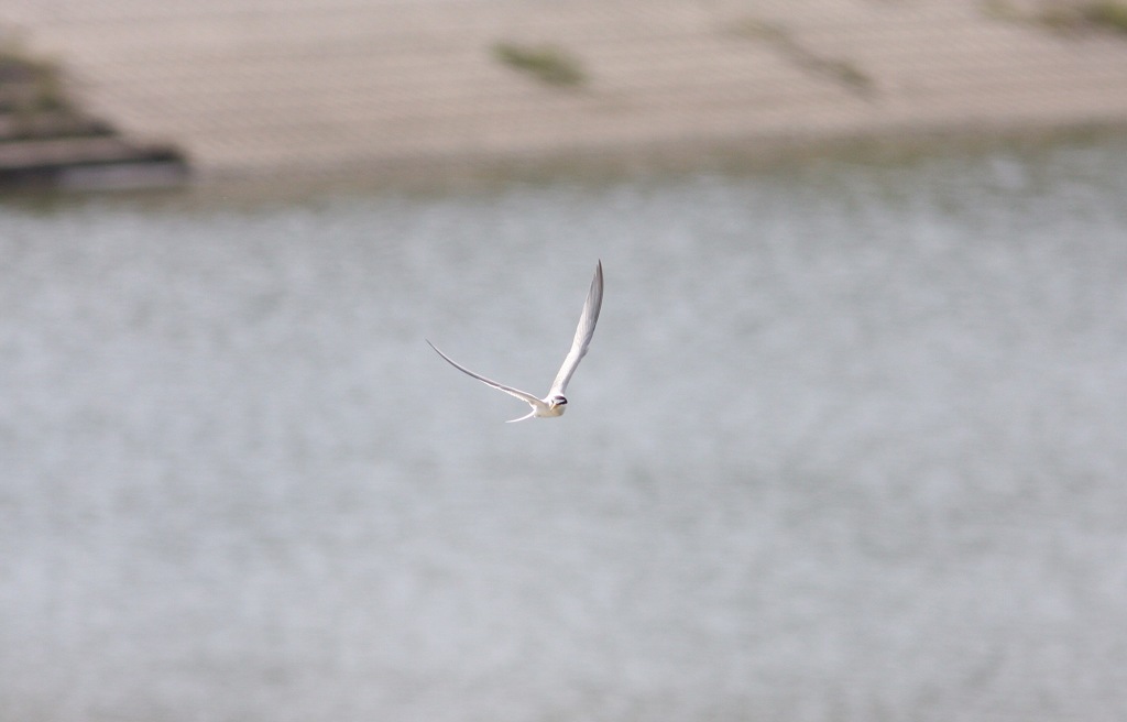 いつもの場所のコアジサシ