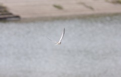 いつもの場所のコアジサシ