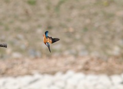 エクステンダーテスト