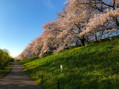 桜並木