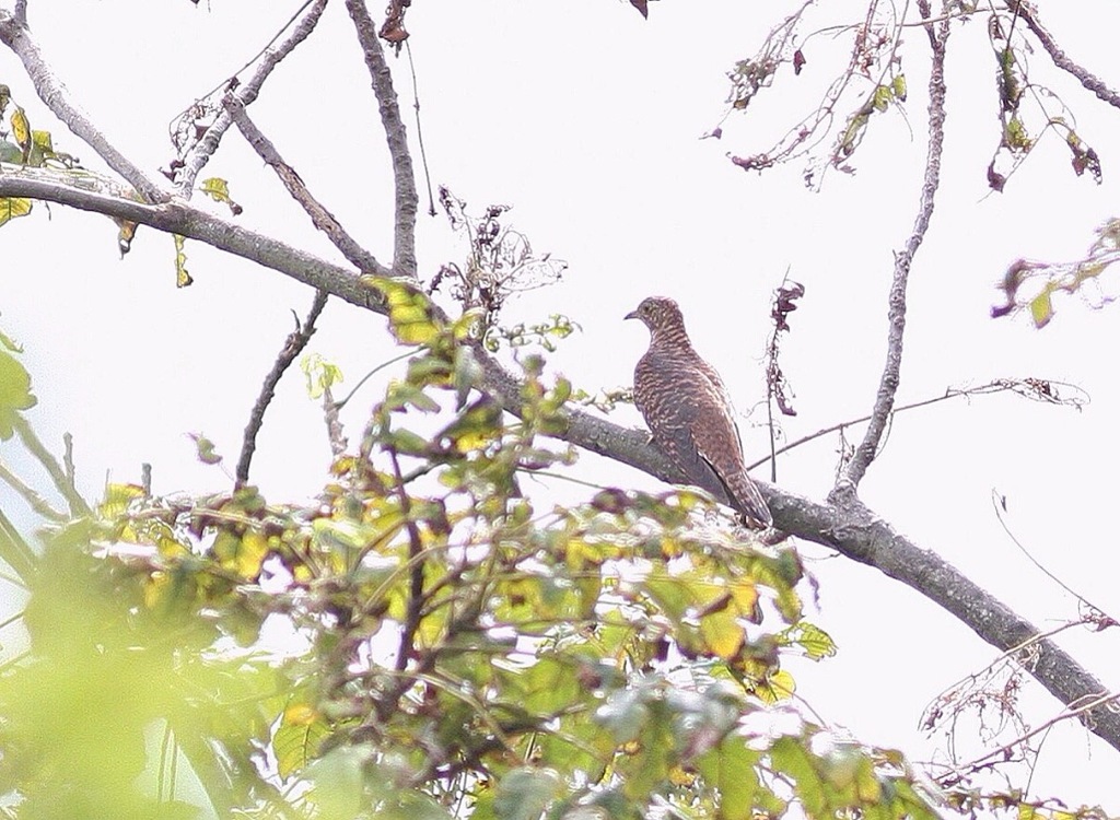 オニグルミとツツドリ