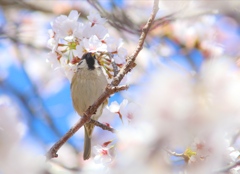 春のご馳走