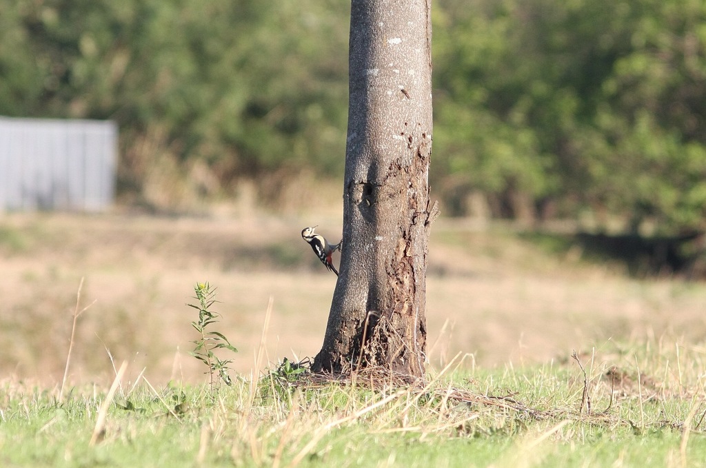 この前と別個体のアカゲラ