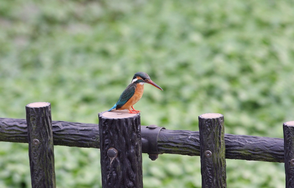 やっぱり来てくれた