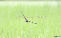 7月の休耕田にて。 結構撮るの得意なんです