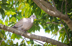 埼玉県鳥