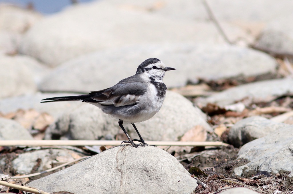 公園のセキレイ2種 (1)