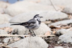 公園のセキレイ2種 (1)