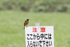 公園のジョビ男