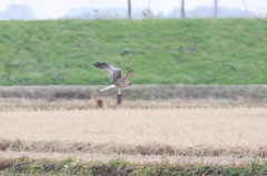 田圃とチュウヒ