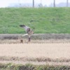 田圃とチュウヒ