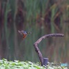 止まり木に戻る