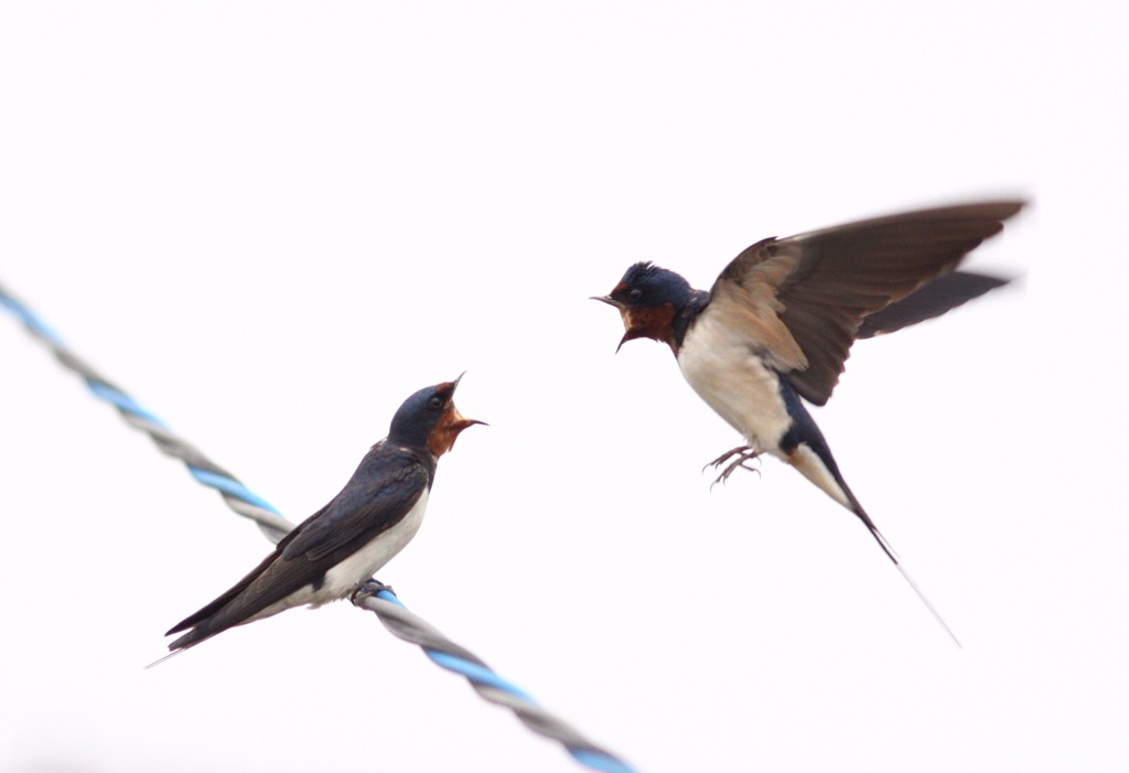 今年も無事に帰って来ました