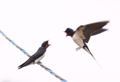 今年も無事に帰って来ました