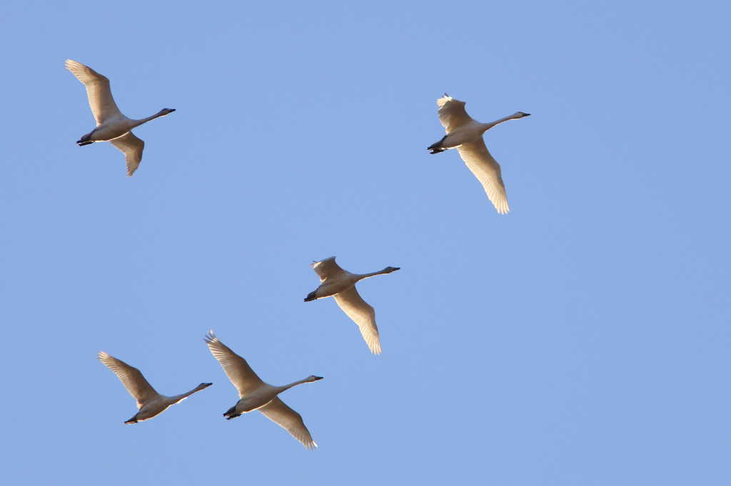 コハクチョウ今季初