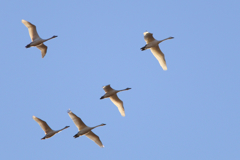 コハクチョウ今季初
