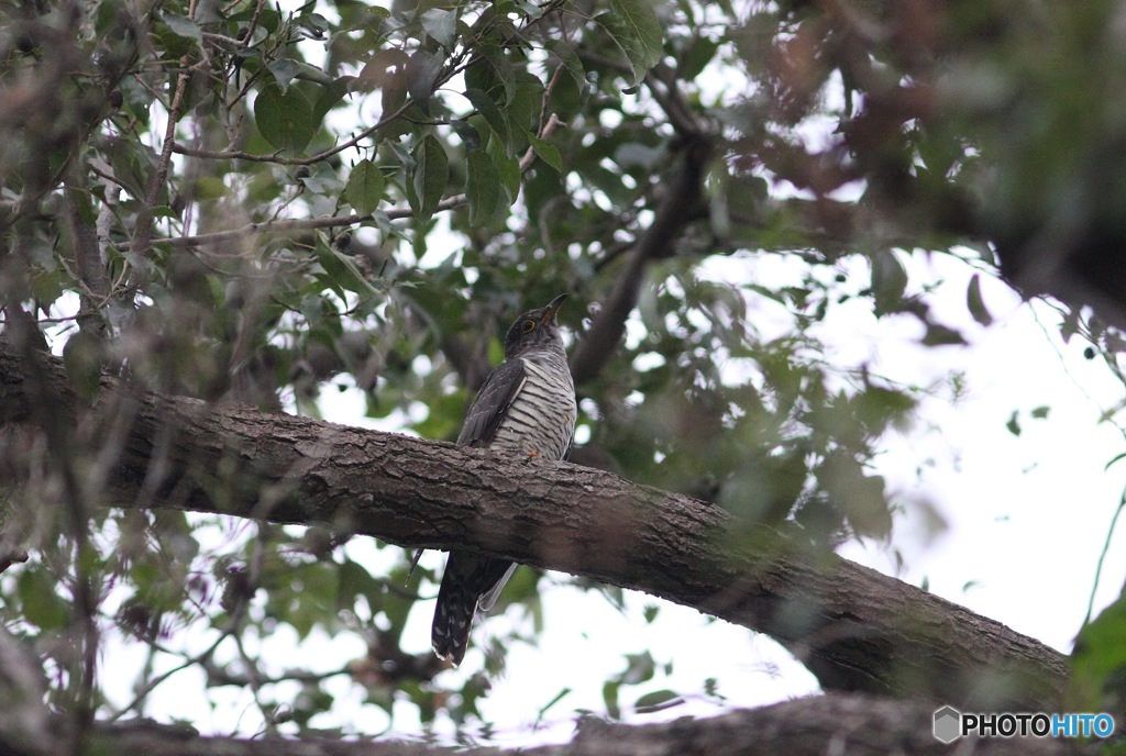 3羽目のツツドリ