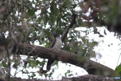 3羽目のツツドリ