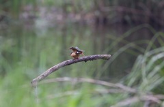 朝のカワセミ