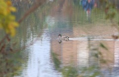 今季初ヨシガモ