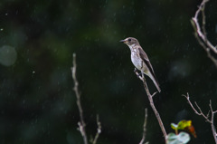 秋雨