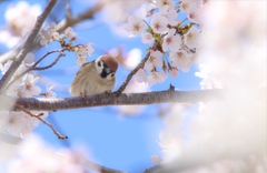 鳥たちの花見、スズメ