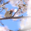 鳥たちの花見、スズメ