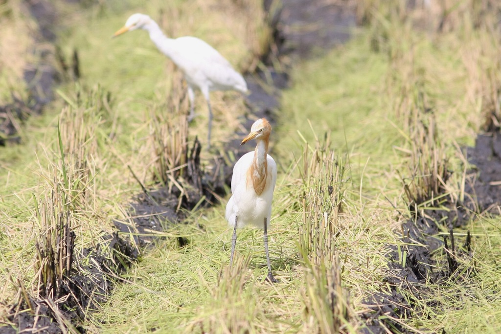 マジ強そうなアマサギ