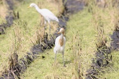 マジ強そうなアマサギ