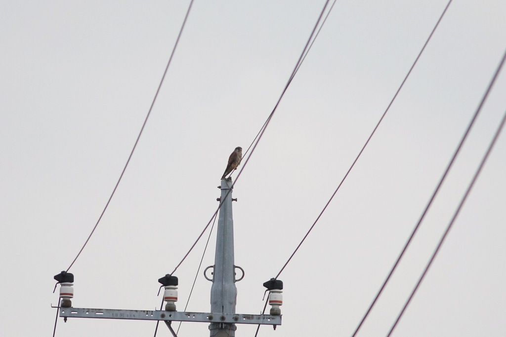 記録写真   ゲン到着