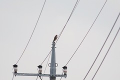 記録写真   ゲン到着