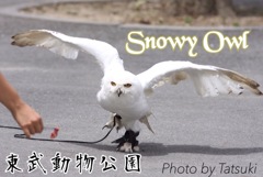 東武動物公園のバードショー