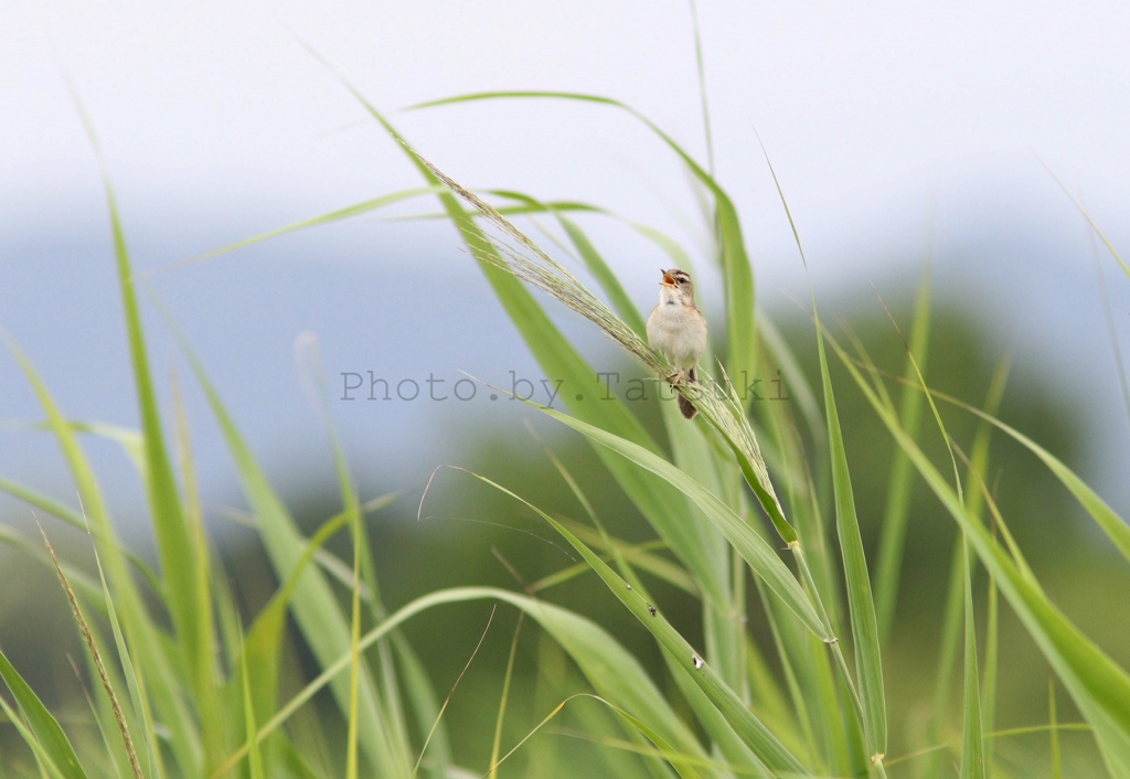納得いくのはなかなか撮れない
