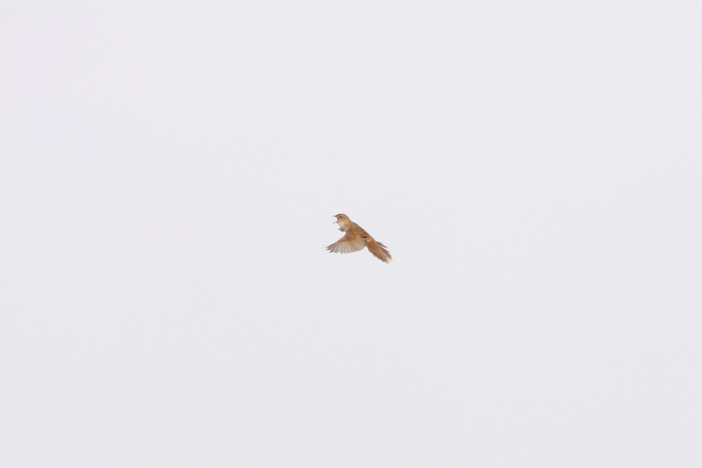 鳴きながら飛ぶオオセッカ