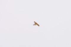 鳴きながら飛ぶオオセッカ