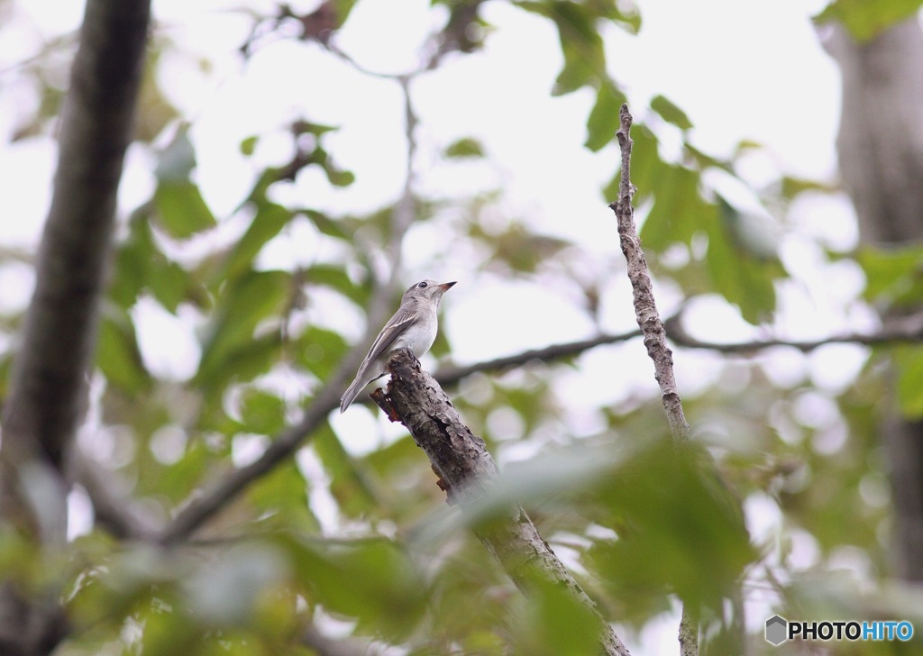 やっと見れました。 秋の渡り コサメビタキ